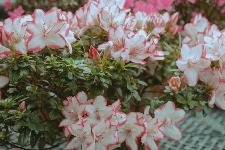Azaleas