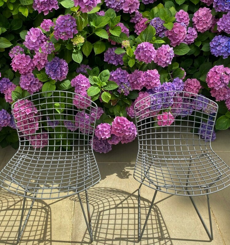 hydrangeas