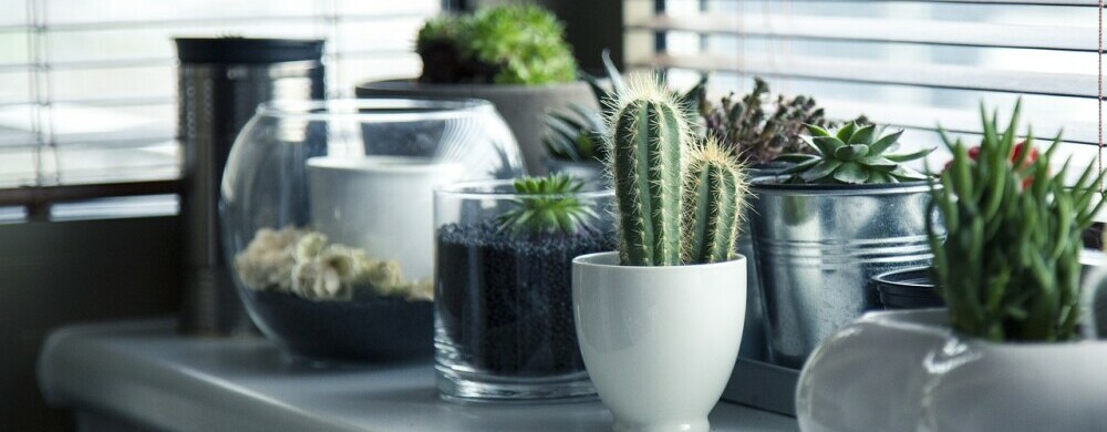 indoor counter plants
