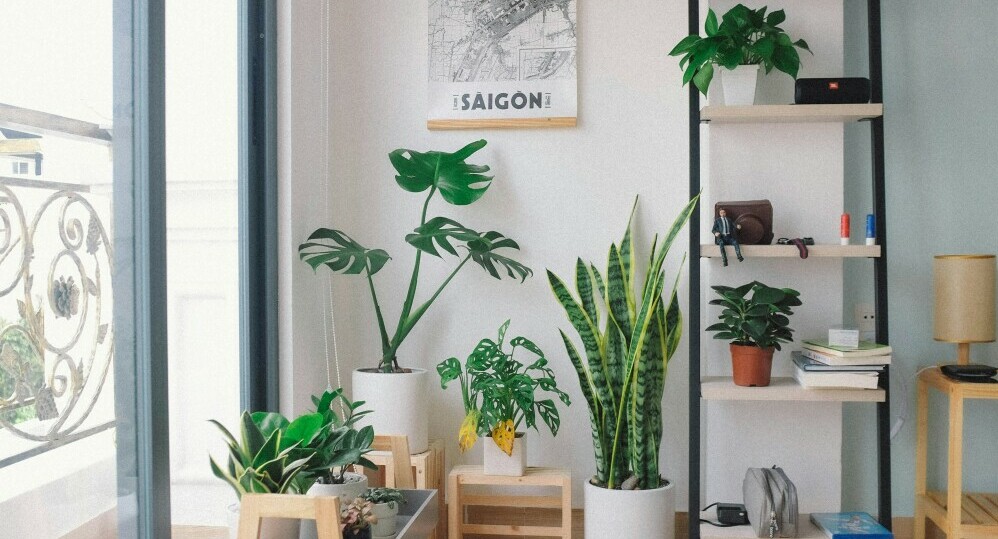 indoor plants