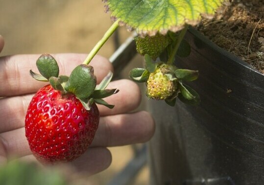 potted strawberry
