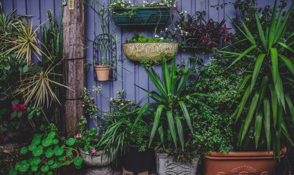 wall garden
